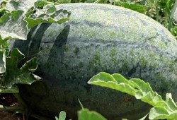 吃瓜视频大全图片大全,图片大全带你领略视觉盛宴