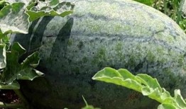 吃瓜视频大全图片大全,图片大全带你领略视觉盛宴