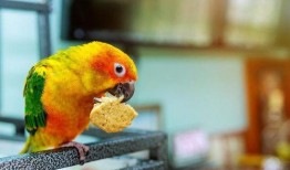 鹦鹉吃不吃小瓜虫呢视频,探究鹦鹉是否食用小瓜虫