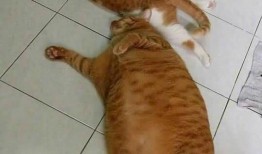 两只橘猫吃瓜视频,萌态百出，瓜香四溢