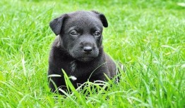 小黑狗吃哈密瓜视频,萌态十足引网友热议