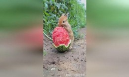 那年那兔吃瓜视频