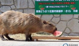 水豚吃瓜比赛视频大全,欢乐盛宴，瓜果飘香