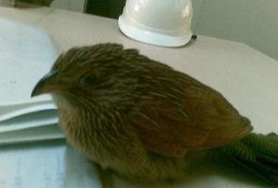 鸟可以吃土瓜吗视频,揭秘鸟儿是否可以食用土瓜