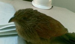 鸟可以吃土瓜吗视频,揭秘鸟儿是否可以食用土瓜