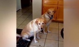 吃瓜的狗搞笑视频大全,笑翻天！吃瓜狗搞笑视频大盘点