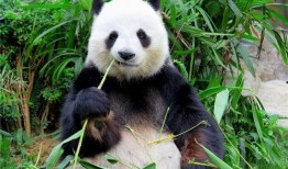 熊猫围观吃瓜视频下载,萌态十足，带你领略自然界的趣味瞬间