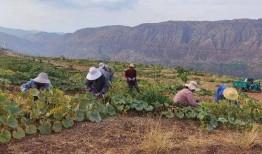 单县吃瓜事件最新进展视频,真相逐步浮出水面
