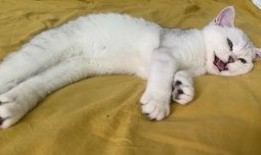 猫咪白兰瓜可以吃吗视频,安全与营养揭秘