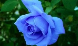 瓜哥吃瓜蓝色妖姬视频,蓝色妖姬视频背后的惊人真相