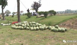 沭阳赵律师吃瓜事件视频