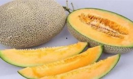 幼兔吃哈密瓜好吗视频