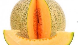 幼鸟可以吃哈密瓜吗视频