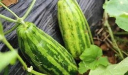 吃瓜是什么意思 视频,揭秘“吃瓜”背后的网络文化现象