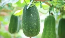 春节前吃瓜视频,那些年我们一起看过的“瓜”