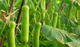 瓠瓜吃时用削皮吗视频教程,视频教程教你轻松处理