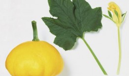 大瓜叶子怎么吃最好呢视频,视频教你最佳吃法