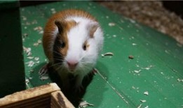 荷兰猪吃大瓜吗会死吗视频,荷兰猪食用大瓜致命风险揭秘