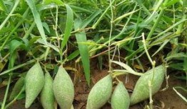 吃地梢瓜有害处吗视频,了解地梢瓜可能带来的危害