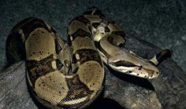 大蛇爬树头吃瓜视频下载