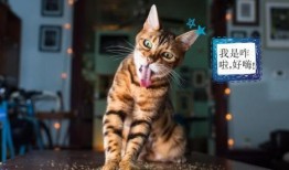 猫咪吃瓜棒棒糖好吗视频,萌态十足引网友热议