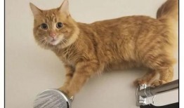 吃瓜奇葩猫咪视频,猫咪吃瓜大作战，萌态百出引网友爆笑