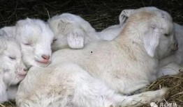 小羊吃瓜事件视频,一场萌宠与美食的欢乐碰撞