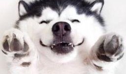 狗头吃瓜素材视频大全集,趣味横生的萌宠搞笑瞬间大盘点