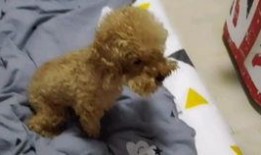 泰迪柯基吃瓜视频,萌态十足，网友直呼可爱爆表！