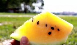 一粒小沙子吃瓜视频,一粒小沙子的吃瓜奇遇