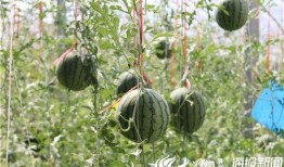 丰县最新吃瓜事件真相视频