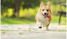 柯基犬吃哈密瓜视频教程,轻松学会喂食技巧