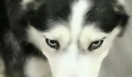 二哈哈士奇吃瓜视频大全