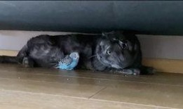 猫咪吃瓜小游戏视频播放,萌宠趣味视频带你笑翻天