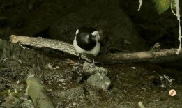 吃瓜喜鹊视频在线观看,揭秘热门视频背后的精彩故事