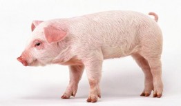 猪可以吃生角瓜吗视频讲解,视频解析揭示真相