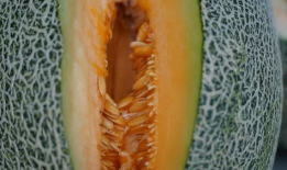 清凉吃瓜搞笑视频合集,搞笑视频合集带你畅享欢乐时光