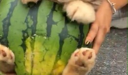 主人带狗吃瓜视频大全,狗狗带你看尽人间百态