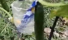 仁怀吃瓜事件真相视频,真相视频曝光背后的惊人内幕