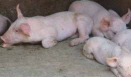 给猪吃瓜会生病吗视频