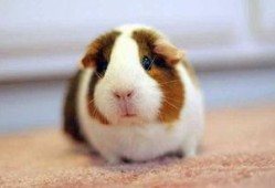 荷兰猪吃大瓜吗会死吗视频,荷兰猪食用大瓜致命风险揭秘