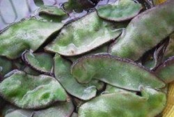 腌茭瓜怎么吃才好吃视频,视频教你家常美味新吃法