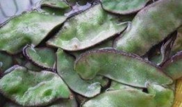 腌茭瓜怎么吃才好吃视频,视频教你家常美味新吃法