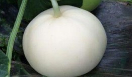 亲戚家的梨瓜可以吃吗视频,亲戚家梨瓜安全吗？