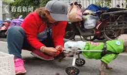 吃瓜狗车祸视频大全集,惊心动魄！吃瓜狗车祸视频大全集回顾