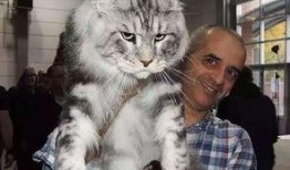 大猫吃瓜图片大全搞笑视频,萌宠界的“瓜王”争霸赛