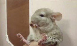 萌宠吃瓜搞笑视频大全集,搞笑视频大全集笑点集锦