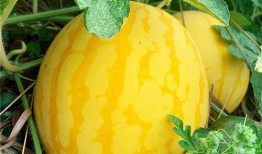 群众吃海瓜视频素材下载,群众品尝海瓜视频走红网络