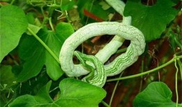 泰国小哥吃蛇瓜视频,惊险滋味大揭秘！