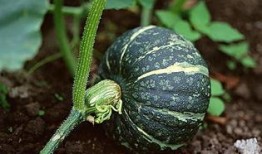 农人吃土瓜视频播放下载,农人吃土瓜视频播放下载，尽享田园风味